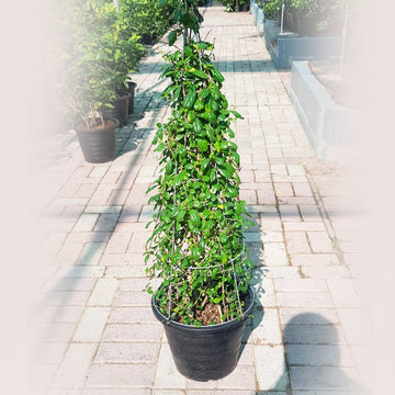 Ehretia Cone-Shaped